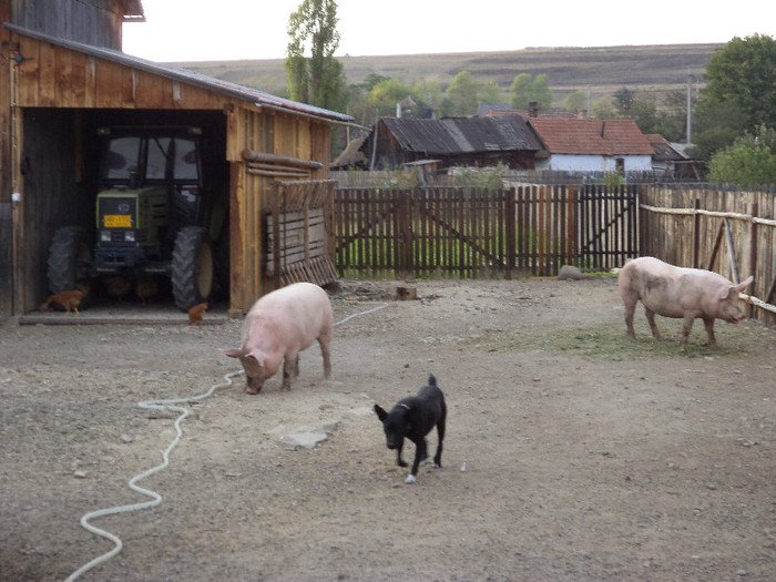 Porcii de carne de care am grija ai lui vecinu meu - Gainile caprele si restul animalelor
