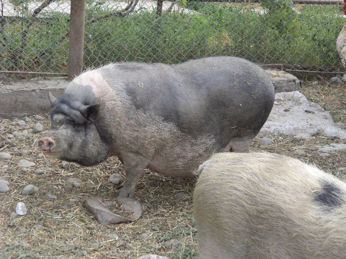 Purcica de Vietnamez a lui Csabi, varul meu - Gainile caprele si restul animalelor