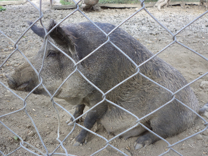 Scroafa de Mistret gestanta - Gainile caprele si restul animalelor