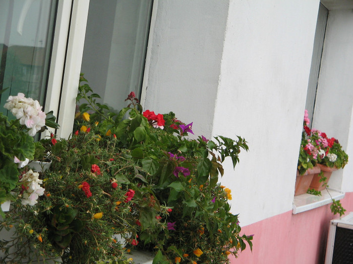 IMG_6782 - Flori 2012
