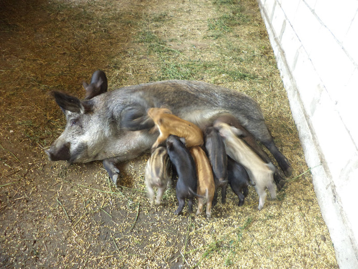 Scroafa de Mistret cu purceii - Gainile caprele si restul animalelor