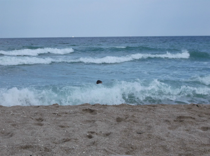 Picture 206 - EFORIE NORD 2012