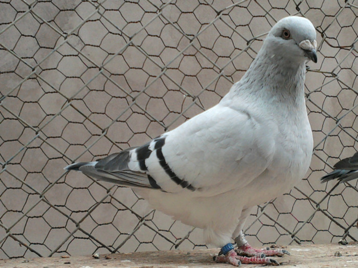 Photo-0057 - Tineret 2012
