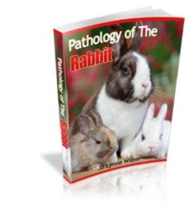 pathology-of-rabbit