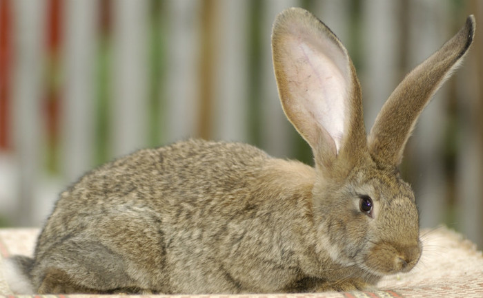 DSC_0466 - Tineret 2012