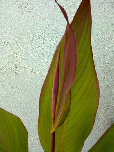 va face floare - florile din balcon