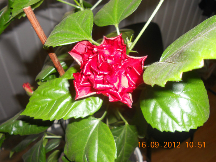 DSCN2001