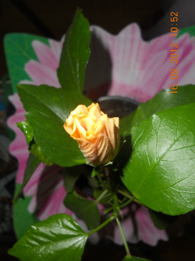 DSCN2004