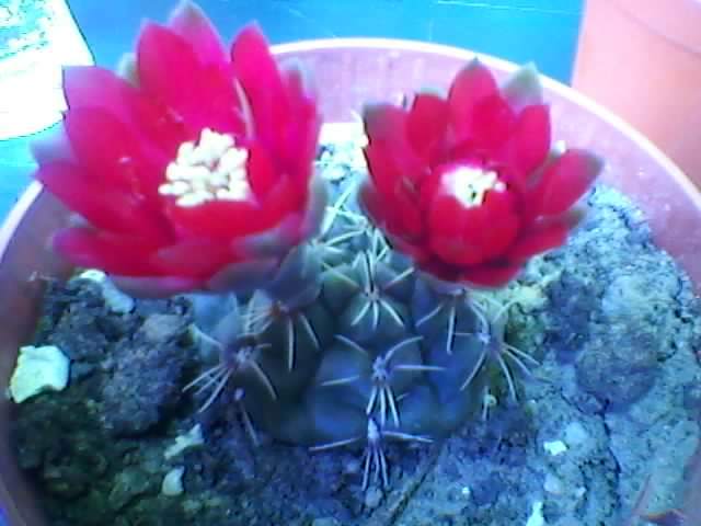 Gymnocalycium baldianum