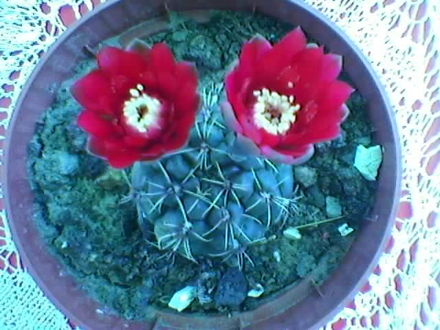 Gymnocalycium baldianum