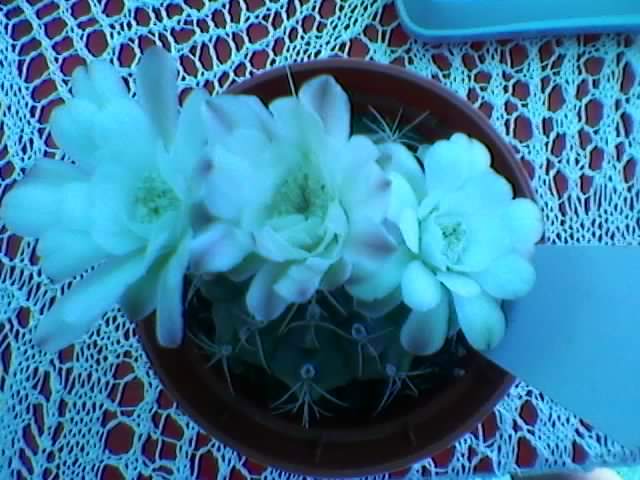 gymnocalycium anisitsi - 2012