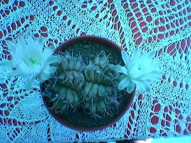 Gymnocalycium mihanovichii sp - 2012