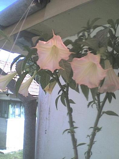 brugmansia roz - florile mele iulie 2012