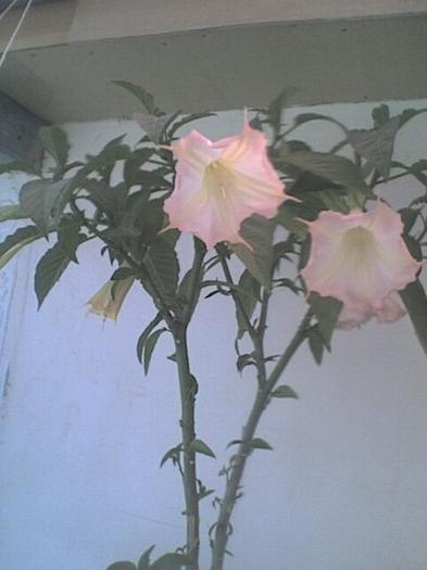 Picture 302 - florile mele iulie 2012