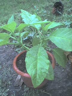 brugmansia - FLORII PRIMITE PRIN SUN-PHOTOS