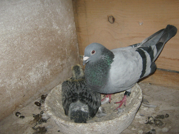 palmares maraton 2012 - CAMPIONII MEI