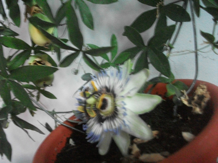 Picture 038 - flori de apartament in septembrie