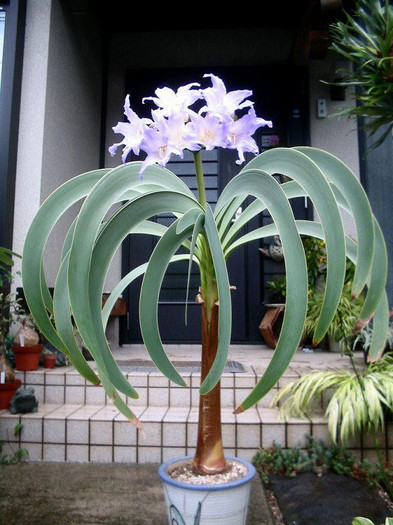 Worsleya procera or Blue Amaryllis
