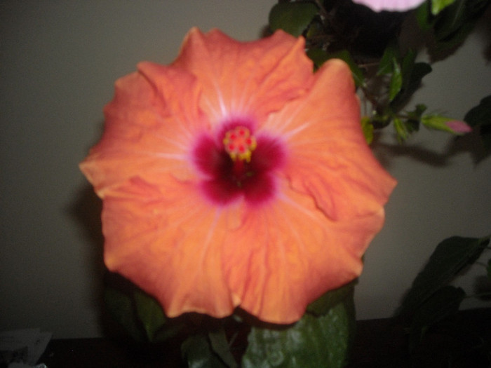 Hibiscus Lagos Orange - Hibiscus 2012-3