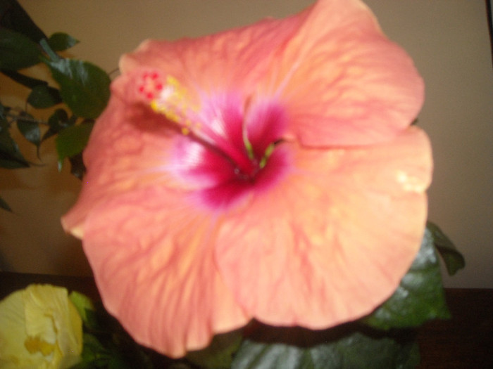 Hibiscus Lagos Orange