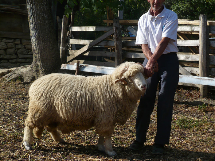 h6 - Turcane de Alba - Bale de Sugag