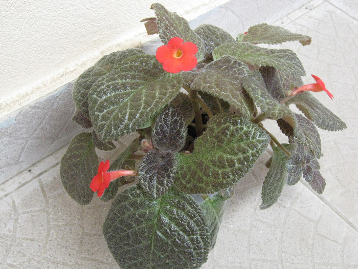 IMG_5636 - Episcia