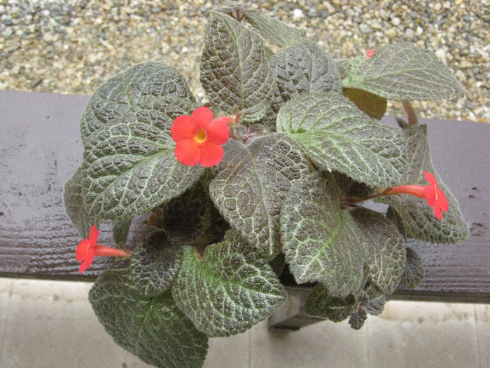 IMG_5631 - Episcia