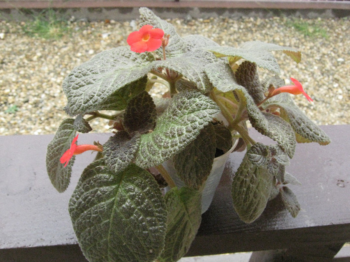 IMG_5633 - Episcia