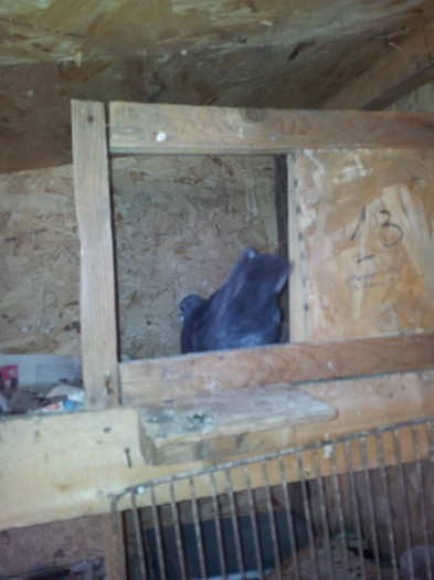 20120915_141334 - porumbei 2012