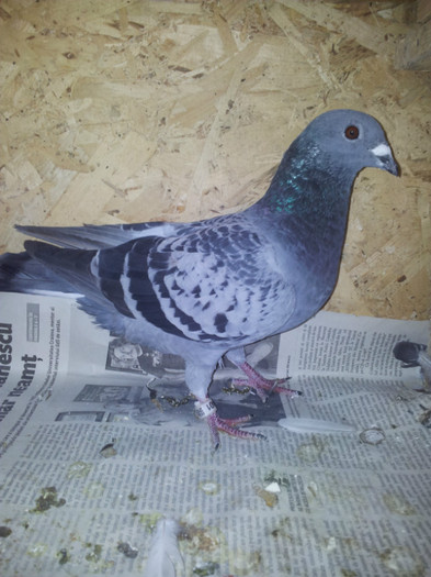 4 cls -2 fonduri 750 km si 2 demifonduri