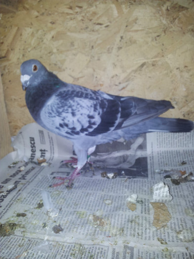 4 cls -2 fonduri 750 km si 2 demifonduri