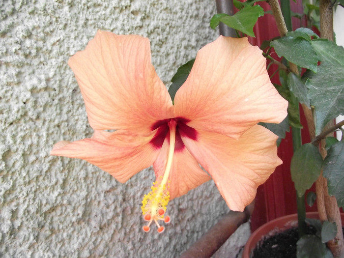 floare hibi mare - Hibiscus 2012