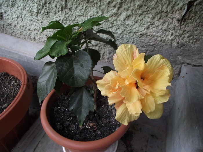 galbiorul...prima floare din 2012 - Hibiscus 2012