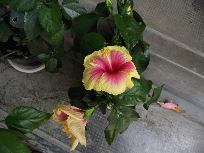 achizitie de septembrie - Hibiscus 2012