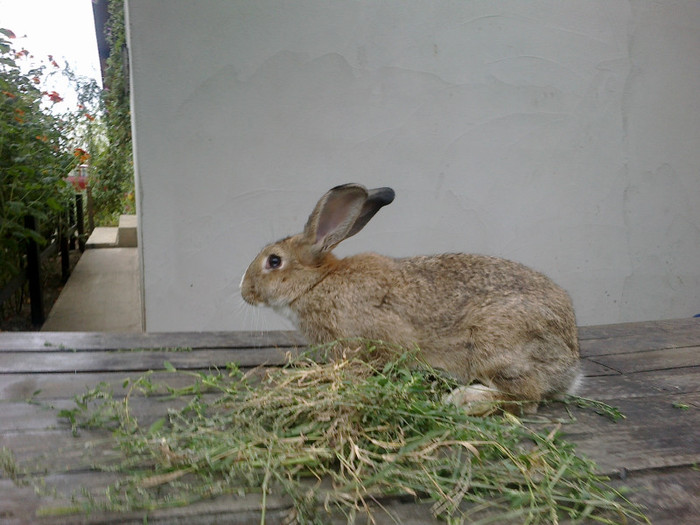 16092012040 - iepurasi mei - inceputul