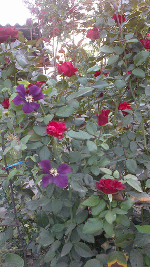 Picture 029 - valul III de inflorire