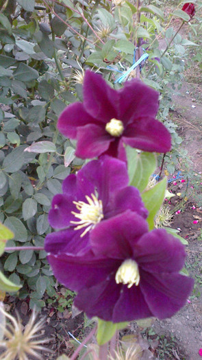 Picture 030 - valul III de inflorire