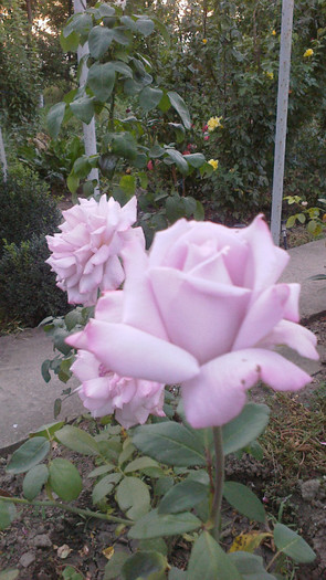 Picture 032 - valul III de inflorire