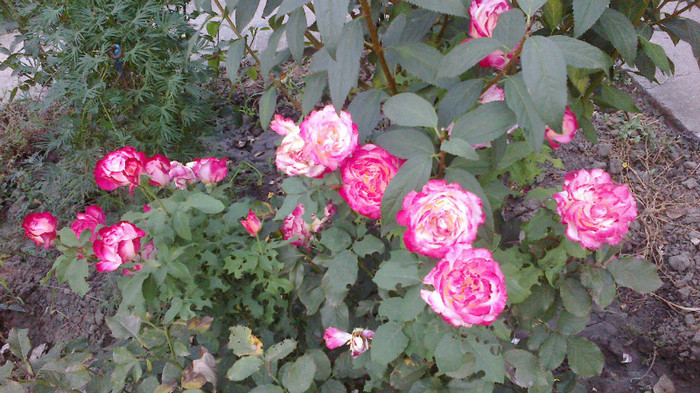 Picture 038 - valul III de inflorire