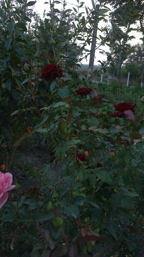 Picture 042 - valul III de inflorire