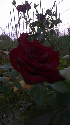 Picture 044 - valul III de inflorire