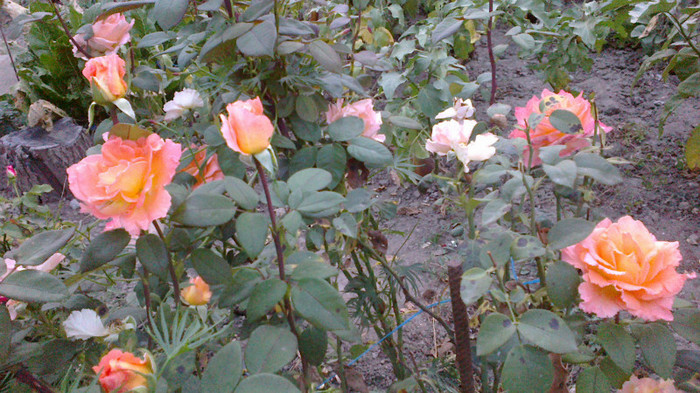 Picture 045 - valul III de inflorire