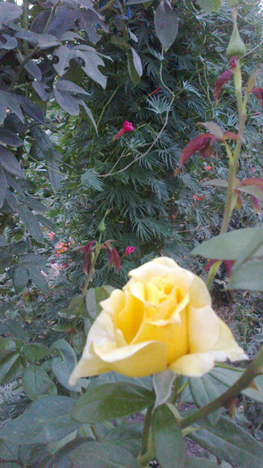 Picture 048 - valul III de inflorire