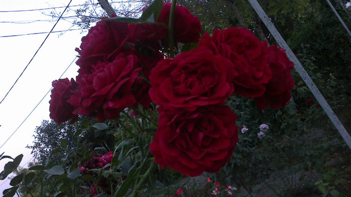 Picture 049 - valul III de inflorire