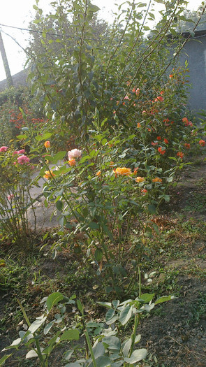 Picture 051 - valul III de inflorire