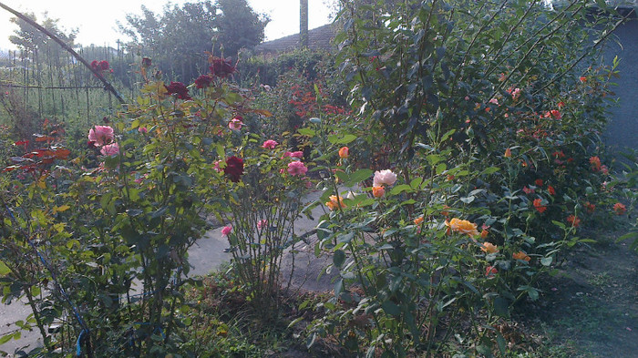 Picture 052 - valul III de inflorire