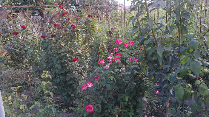 Picture 055 - valul III de inflorire