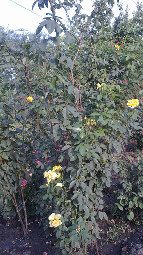 Picture 056 - valul III de inflorire