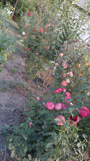 Picture 058 - valul III de inflorire