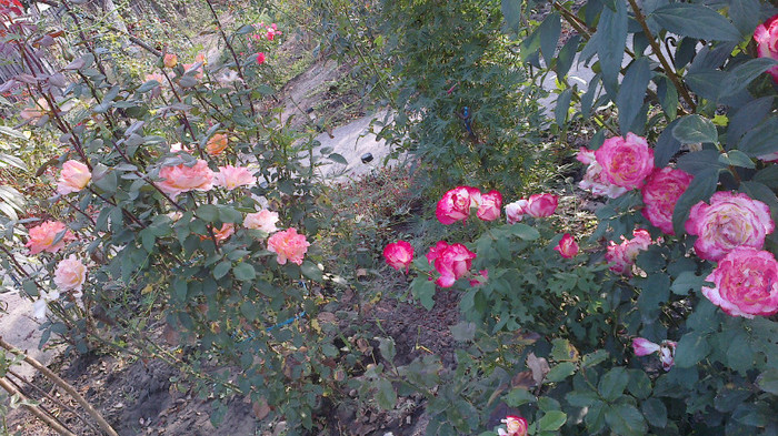 Picture 059 - valul III de inflorire